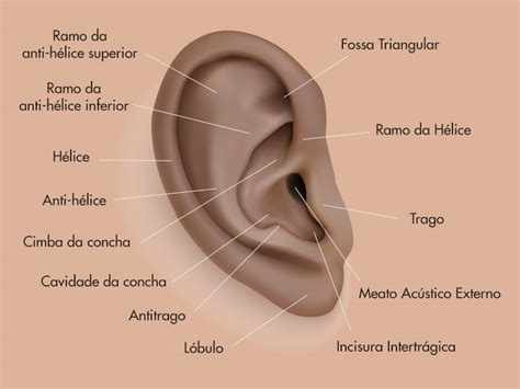 Nome Das Parte Da Orelha - 5
