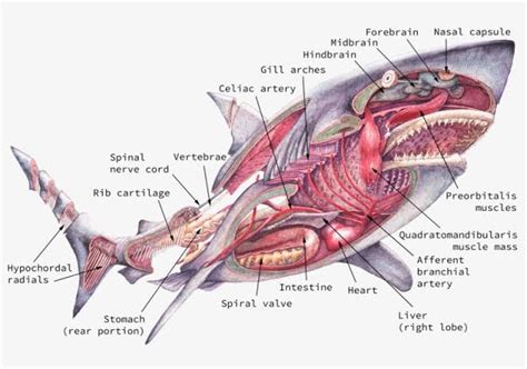Shark Anatomy – Part 2