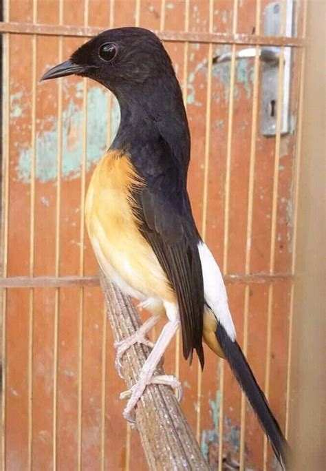 jenis burung murai batu - avesnesia.com