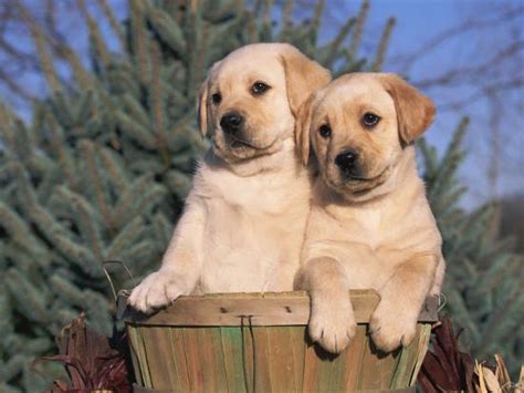 'Golden Labrador Retriever Puppies, USA' Photographic Print - Lynn M ...