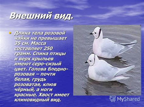 Презентация на тему: "Розовая чайка.. Розовая чайка относится к роду ...