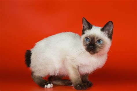 Toybob Cat Breed