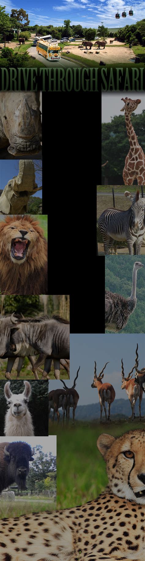 Drive-through Safari｜Safari Resort, Himeji Central Park