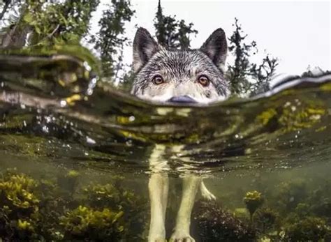 🔥 Underwater camera captures grey wolf crossing river : r ...