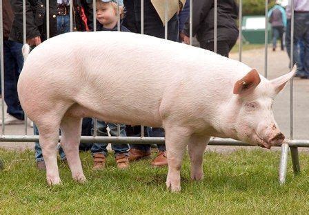 American Yorkshire pig - Alchetron, The Free Social Encyclopedia