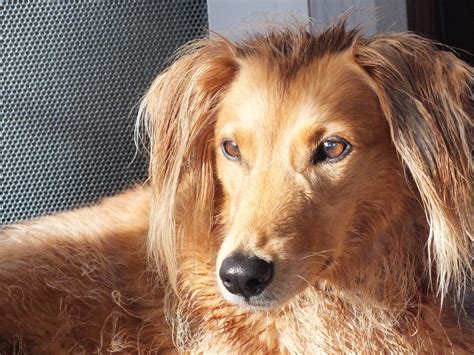 images nose dogs golden retriever vertebrate dog breed