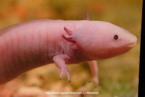 FOTOS DE AJOLOTE. ESPECIE DE SALAMANDRA - VIGO. GALICIA - P2