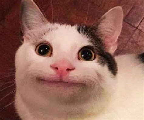 Foto De Perfil Gato Meme - Imagens perfil gatos meme | 90 Melhores fotos de avatar