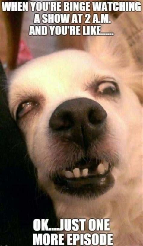 funny memes picture wallpaperscom