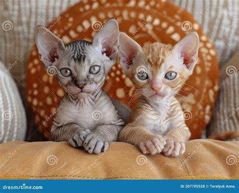 devon rex kittens  sitting   couch