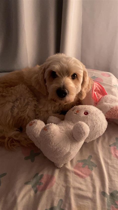 Do you guys think he looks like a maltipoo or a shih poo? The shelter ...