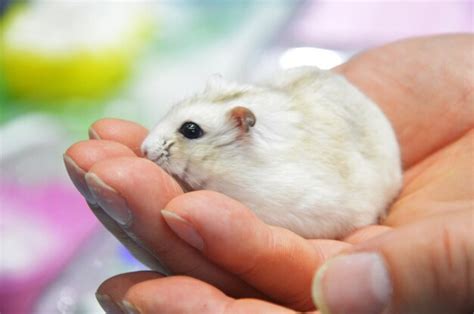 premium photo muroidea