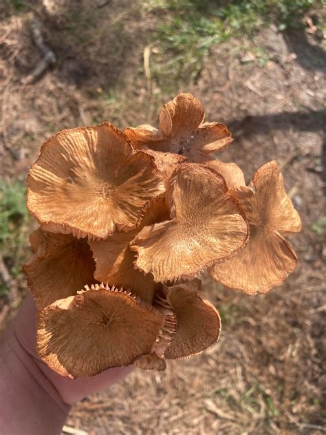 old Ringless honey mushroom? : r/mycology
