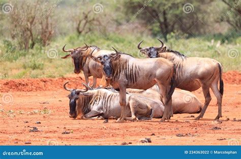 wildbeast gnu   savannah  kenya africa stock photo image