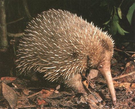 Long-nosed Echidna (Zaglossus bruijni) {!--세가락바늘두더지/뉴기니바늘두더지-->; Image ONLY