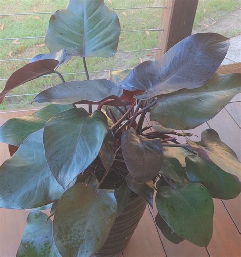 Philodendron Imbe ~ Philodendron Royal Queen - Lakewood Propagation