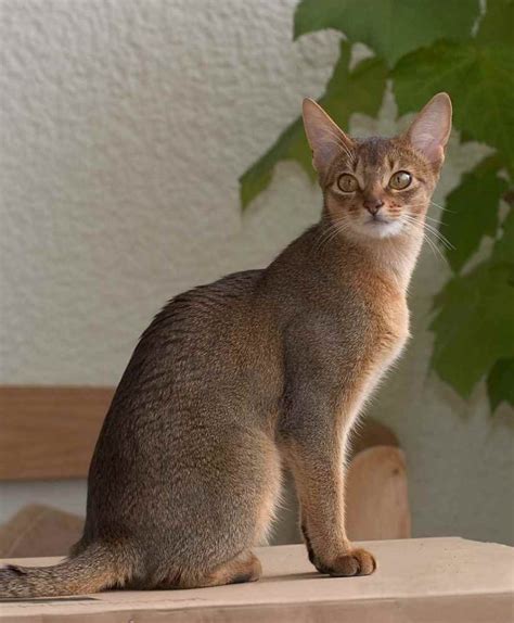 Абиссинская кошка фото и картинки | | Drasler