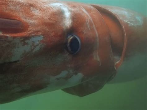 giant squid surfaces   deep  japanese harbor
