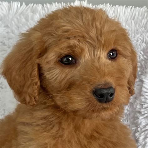 Goldendoodle Puppy For Sale - Heavenly Puppies