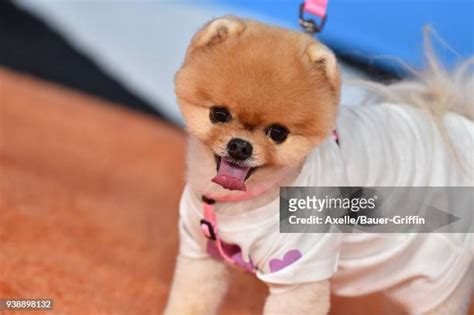 268 Jiffpom Photos & High Res Pictures - Getty Images