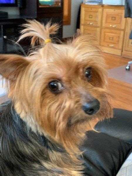 Yorkshire Terrier Rescue Dogs for Adoption near Valparaiso, Indiana | PetCurious | Yorkshire ...