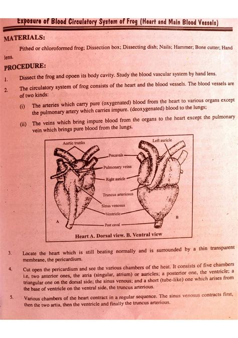 Circulatory System Of Frog With Diagram 4
