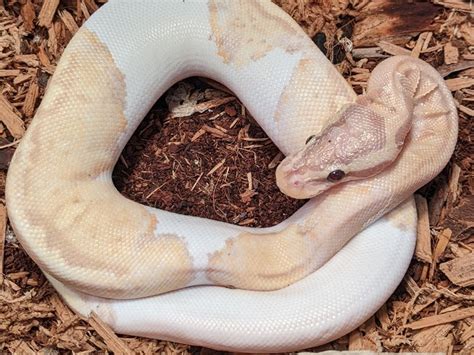 piebald ball python small animal pastel banana piebald ball python id