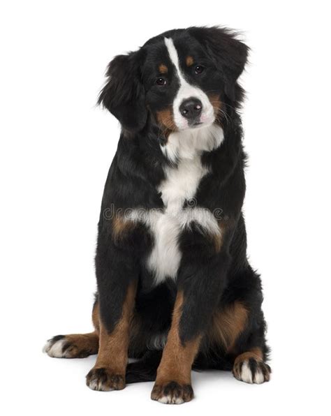 Filhote De Cachorro Do Cão De Montanha De Bernese, Sentando-se Imagem ...