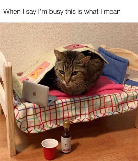 I'm so busy : r/Catmemes