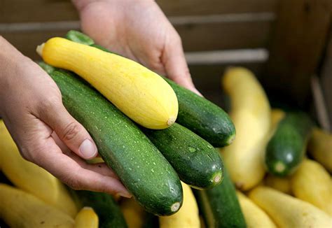 plant  grow summer squash