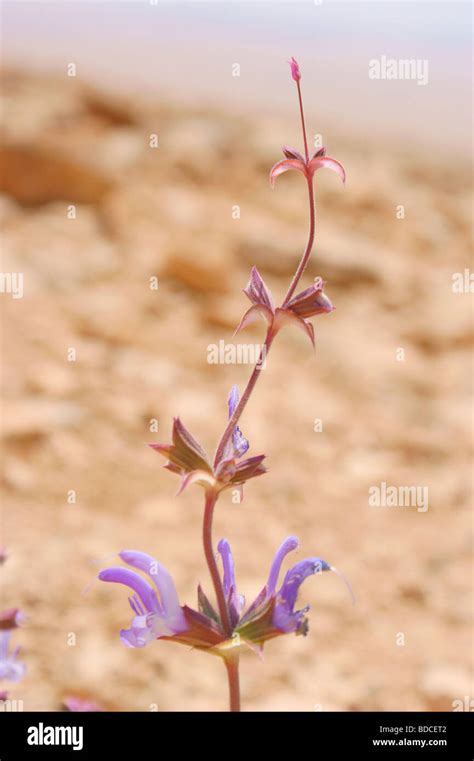 middle east desert flower  res stock photography  images alamy