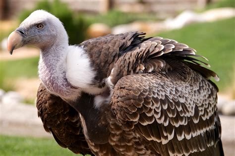 vulture scavenger bird birds   photo  pixabay pixabay