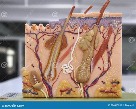 model  human skin anatomy stock photo image  brown hand