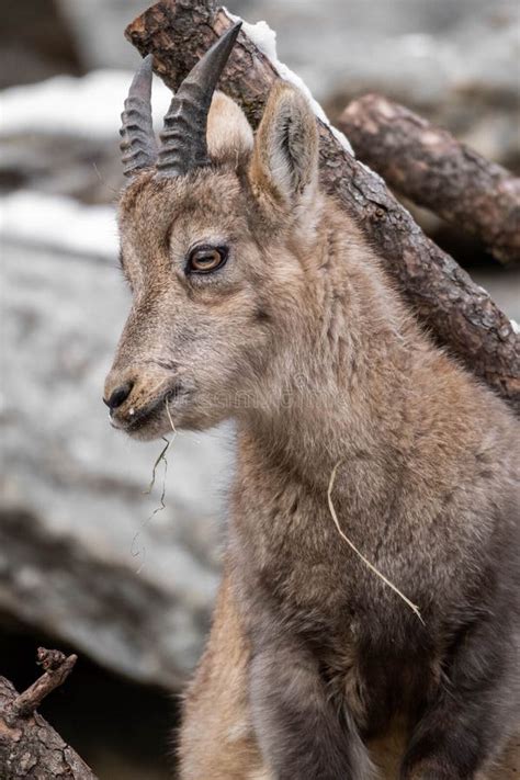 Closeup Shot of Alpine Ibex Baby (Capra Ibex) Stock Image - Image of ...
