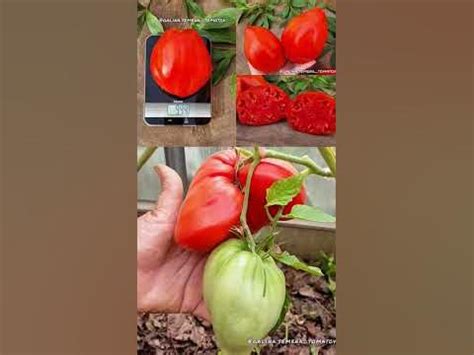 ХИТ сезона🍅 Семейный Реликтовый сорт томата родом из Италии📍 - YouTube
