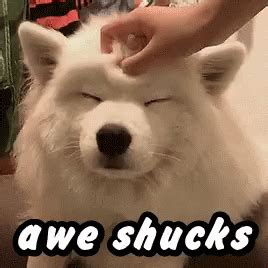 Awe Shucks Cute GIF - Awe Shucks Cute Fluffy - Discover & Share GIFs