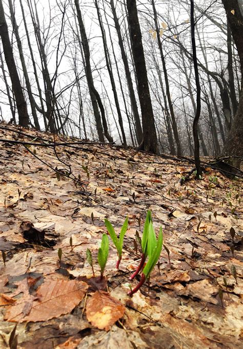 Wild Ramps - History, Sustainability, and How to Cook