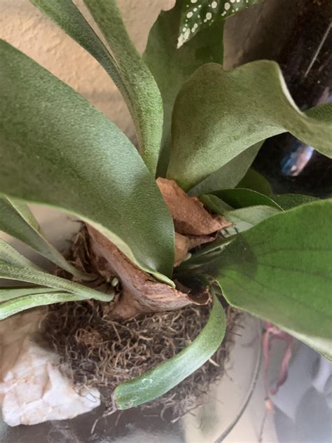 My staghorn has three new leafys! I’m never moving him again! : r/ferns