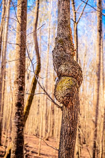 Abnormal Growth Of An Oak Tree Stock Photo - Download Image Now ...