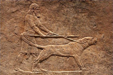 assyrian war dog