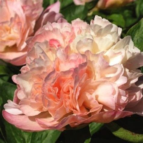 Lois' Choice | Beautiful flowers, Peony farm, Peonies garden