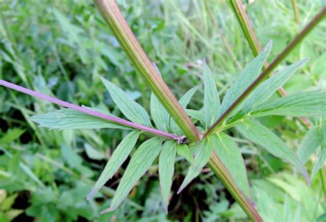 Valeriana officinalis - Изображение особи - Плантариум