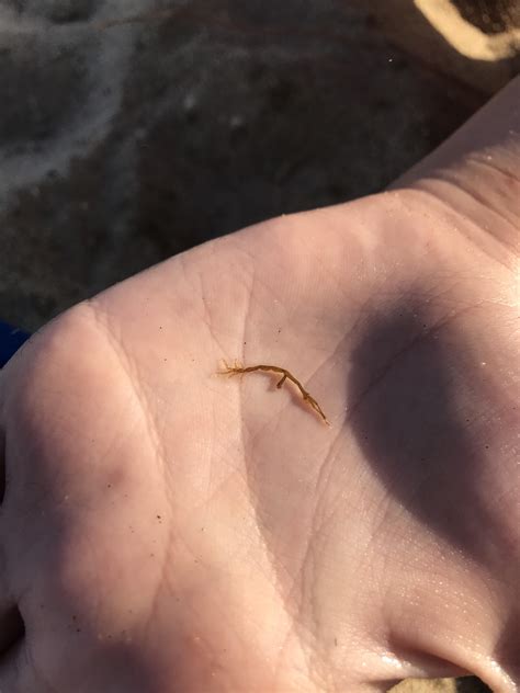 I’m not sure whether it is a crustacean or bug, but it was found on a