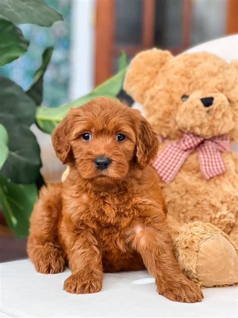F2B Teddy Bear English Goldendoodles - Teddy Bear Golden Doodles