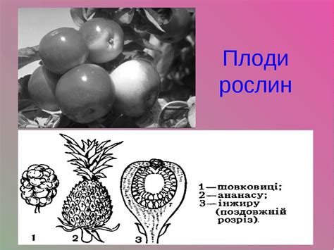 Розмаїтість плодів. Поширення плодів і насіння. Лабораторна робота № 10 ...