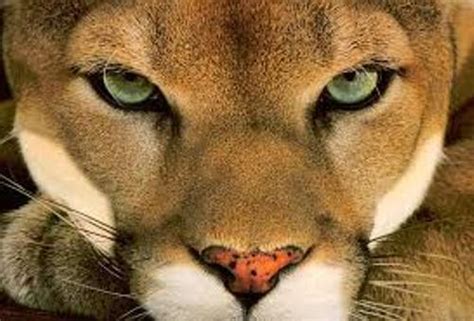 10 Interesting Puma Facts | My Interesting Facts