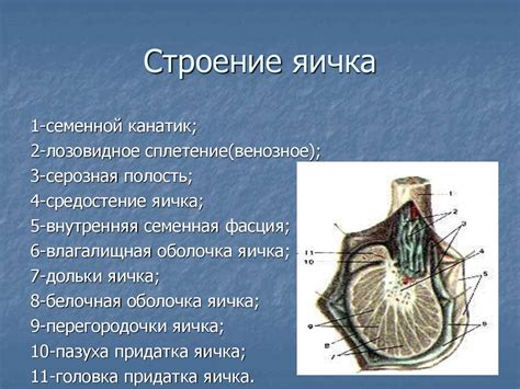 Анатомия и физиология мужской репродуктивной системы - презентация онлайн