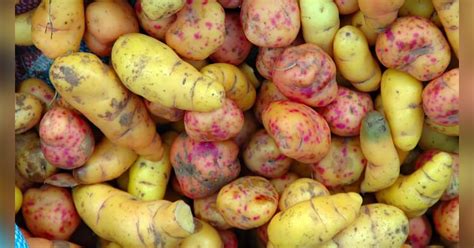 Olluco: Todos los beneficios del superalimento que protege tu piel