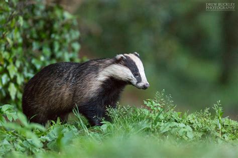 The Great Badger Stakeout