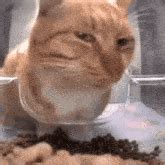 cat  gifs tenor